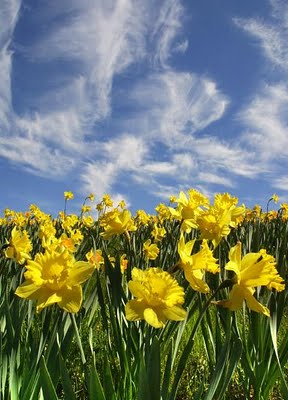 daffodils-wordsworth